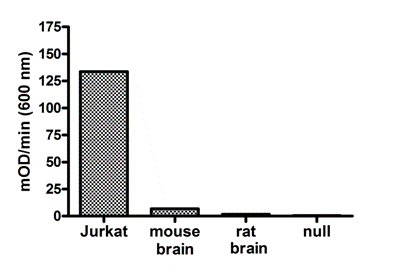 Demonstration of the specificity of this ELISA. CTIP2 expression is detectable in mouse brain lysate but not in rat brain lysate.