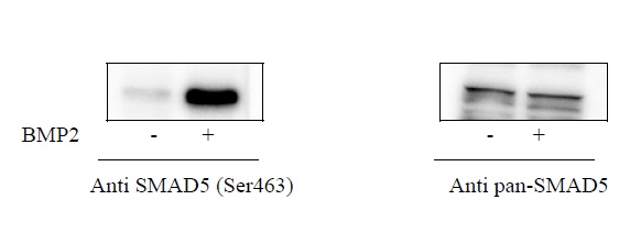 HeLa cells were treated or untreated with BMP2. Cell lysates were analyzed using this phosphoELISA and Western Blot.