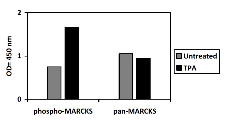 COS cells were treated or untreated with TPA. Cell lysates were analyzed using this phosphoELISA and Western Blot.