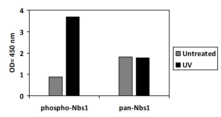 T47D cells were treated or untreated with UV. Cell lysates were analyzed using this phosphoELISA and Western Blot.