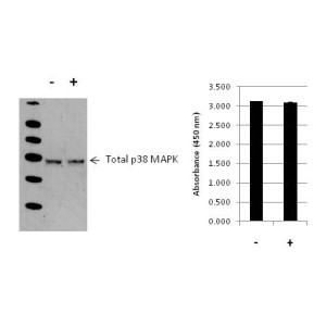HEK293 cells untreated (-) or treated with 2 ug/mL anisomycin for 30 min (+). Cells were analyzed by... View More