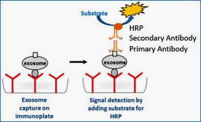 Overall Exosome Capture and Quantification (Cell Media, Colorimetric) Kit [NBP2-49787] - General principle underlying the immunocapture and quantification of exosomes with this kit.