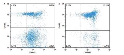Flow Cytometry: Mouse Memory CD4+ T Cell Isolation Kit [MAGM206-NOV] - Mouse splenocytes before (A) and after (B) isolation of Memory CD4+ T cells using the MagCellect Mouse Memory CD4+ T Cell Isolation Kit. Dot plots reflect double staining of all viable cells with CD44-CFS and CD4-PE