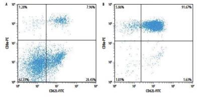 Flow Cytometry: Mouse Naive CD8+ T Cell Isolation Kit [MAGM207-NOV] - Mouse splenocytes before (A) and after (B) isolation of Naive CD8+ T cells using the MagCellect Mouse Naive CD8+ T Cell Isolation Kit. Dot plots reflect double-staining of all viable cells with Anti-Mouse CD62L-FITC or Anti-Mouse CD8a-PE