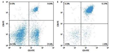 Flow Cytometry: Mouse CD8+ T Cell Isolation Kit [MAGM203-NOV] - Mouse splenocytes before (A) and after (B) isolation of CD8+ T cells using the MagCellect Mouse CD8+ T Cell Isolation Kit. Dot plots reflect double staining of all viable cells with CD3-FITC/CD8-PE
