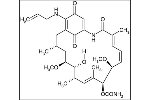Chemical structure of 17-AAG (17-Demethoxy-17-allyaminogeldanmycin)