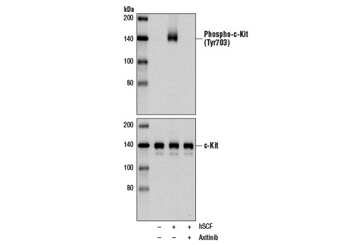 Western blot analysis of extracts from NCI-H526 cells, serum-starved overnight and untreated (-) or pretreated with Axitinib (1000 nM, 2 hr; +) prior to treatment with Human Stem Cell Factor (hSCF) #8925 (100 ng/ml, 5 min; +), using Phospho-c-Kit (Tyr703) (D12E12) Rabbit mAb #3073 (upper) or c-Kit (D13A2) XP ® Rabbit mAb #3074 (lower).