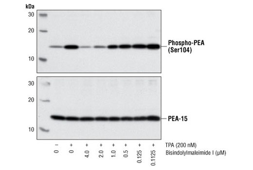 Western blot analysis of extracts from A172 cells, untreated or treated with indicated concentrations of Bisindolylmaleimide I for 30 minutes, followed by stimulation with 200 nM TPA for 10 minutes. The phosphorylation of PEA-15 was detected by using Phospho-PEA-15 (Ser104) Antibody #2776 (upper). PEA-15 Antibody #2780 was used as a loading control (lower). Bisindolylmaleimide I-mediated inhibition of TPA-induced PKC phosphorylation of PEA-15 at Ser104 is shown.