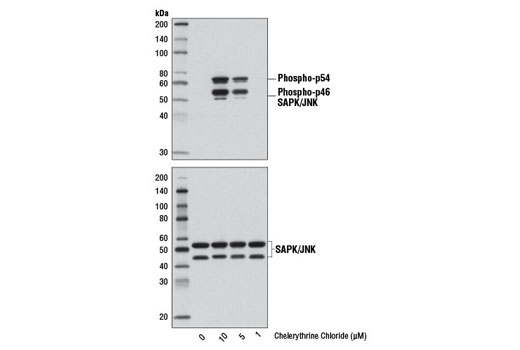 Western blot analysis of extracts from HeLa cells, serum-starved overnight and untreated or treated with Chelerythrine Chloride (2 hr) at the indicated concentrations, using Phospho-SAPK/JNK (Thr183/Tyr185) (81E11) Rabbit mAb #4668 (upper) or SAPK/JNK (56G8) Rabbit mAb #9258 (lower).
