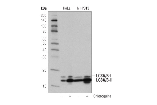 Western blot analysis of extracts from HeLa and NIH/3T3 cells, untreated (-) or treated with Chloroquine (50 μM, overnight; +), using LC3A/B (D3U4C) XP ® Rabbit mAb #12741.