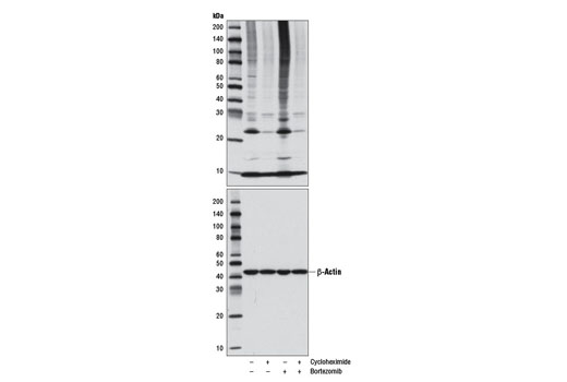 Western blot analysis of extracts from Jurkat cells, untreated (-) , or treated with Cycloheximide (50 μg/ml, 24 hr; +), Bortezomib #2204 (10 nM, 24 hr; +), or both, using Ubiquitin Antibody #3933 (upper) or β-Actin (D6A8) Rabbit mAb #8457 (lower).