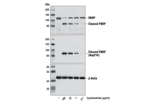 Western blot analysis of extracts from Jurkat cells, untreated (-) or treated with increasing concentrations of Cycloheximide (24 hr), using PARP Antibody #9542 (upper), Cleaved PARP (Asp214) (D64E10) XP ® Rabbit mAb #5625 (middle), or β-Actin (D6A8) Rabbit mAb #8457 (lower).