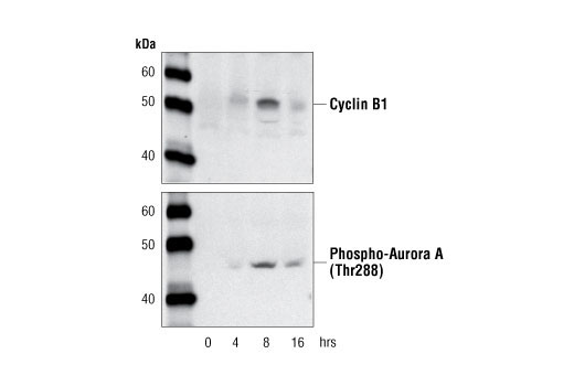 Western blot analysis of extracts from HT-29 cells treated with Docetaxel (100 ng/ml) for the indicated times using Cyclin B1 Antibody #4138 (upper) or Phospho-Aurora A (Thr288) (C39D8) Rabbit mAb #3079 (lower).