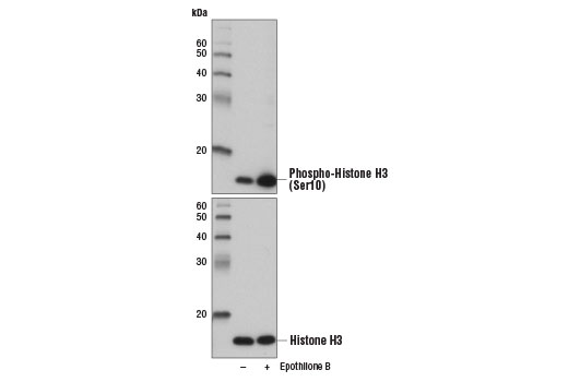 Western blot analysis of extracts from HeLa cells, untreated (-) or treated with Epothilone B (10 nM, 18 hr; +), using Phospho-Histone H3 (Ser10) (D2C8) XP ® Rabbit mAb #3377 (upper) or Histone H3 (D1H2) XP ® Rabbit mAb #4499 (lower).