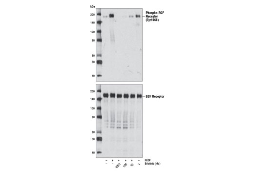 Western blot analysis of extracts from A-431 cells, serum-starved overnight and untreated or treated with hEGF #8916 (100 ng/ml, 5 min) either with or without Erlotinib pre-treatment (1 hr) at the indicated concentrations, using Phospho-EGF Receptor (Tyr1068) (D7A5) XP ® Rabbit mAb #3777 (upper) or EGF Receptor (D38B1) XP ® Rabbit mAb #4267 (lower).