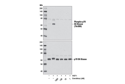 Western blot analysis of extracts from HeLa cells, serum-starved overnight and treated with hIGF-I #8917 (100 ng/ml, 10 min) either with or without Everolimus pretreatment (1 hr) at the indicated concentrations, using Phospho-p70 S6 Kinase (Thr389) Antibody #9205 (upper) or p70 S6 Kinase (49D7) Rabbit mAb #2708 (lower).