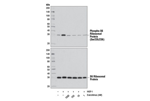 Western blot analysis of extracts from HeLa cells, serum-starved overnight and treated with hIGF-I #8917 (100 ng/ml, 10 min) either with or without Everolimus pretreatment (1 hr) at the indicated concentrations, using Phospho-S6 Ribosomal Protein (Ser235/236) (D57.2.2E) XP ® Rabbit mAb #4858 (upper) or S6 Ribosomal Protein (5G10) Rabbit mAb #2217 (lower).