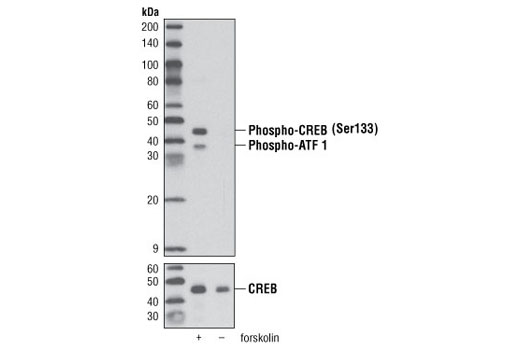 Western blot analysis of extracts from SH-SY5Y cells, forskolin-treated (30 µM for 20 min.) or untreated, using Phospho-CREB (Ser133) Antibody #9191 (upper) or CREB Antibody #9192 (lower).
