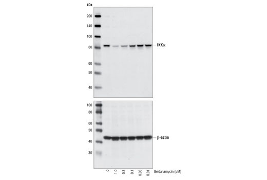 Western blot analysis of extracts from HEK293 cells, untreated or treated with indicated concentrations of Geldanamycin for 20 hours, using IKKα Antibody #2682 showing IKKα degradation (upper). β-Actin Antibody #4967 was used as a loading control (lower).
