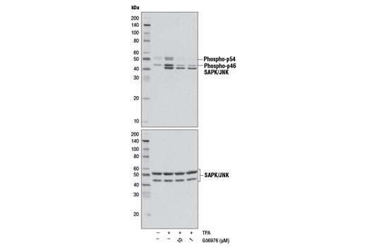Western blot analysis of extracts from Jurkat cells, serum-starved overnight and untreated or treated with TPA #4174 (100 nM, 15 min) either with or without Gö6976 pretreatment (1 hr) at the indicated concentrations, using Phospho-SAPK/JNK (Thr183/Tyr185) (81E11) Rabbit mAb #4668 (upper) or SAPK/JNK (56G8) Rabbit mAb #9258 (lower).