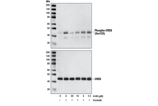 Western blot analysis of extracts from SKNMC cells, untreated or treated with indicated concentrations of H-89 for 30 minutes, followed by stimulation with 30 µM Forskolin for 10 minutes. The phosphorylation of CREB was detected using Phospho-CREB (Ser133) (87G3) Rabbit mAb #9198 (upper), CREB (48H2) Rabbit mAb #9197 was used as a loading control (lower). H-89 inhibition of Forskolin induced PKA phosphorylation on CREB at Ser133 is shown.