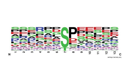 The Motif Logo was generated from a PhosphoScan ® IMAC LC-MS/MS experiment using 4026 nonredundant tryptic peptides derived from mouse embryo and captured using PTMScan ® Phospho-Enrichment IMAC Fe-NTA Magnetic Beads. The logo demonstrates the relative frequency of amino acids in a given position around the modified site within this data set.