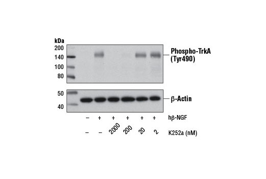 Western blot analysis of extracts from HeLa cells, serum-starved overnight and untreated or treated with TPA #4174 (200 nM, 15 min) either with or without K252a pretreatment (1 hr) at the indicated concentrations, using Phospho-MARCKS (Ser167/170) (D13E4) XP ® Rabbit mAb #8722 (upper) or MARCKS (D88D11) XP ® Rabbit mAb #5607 (lower).