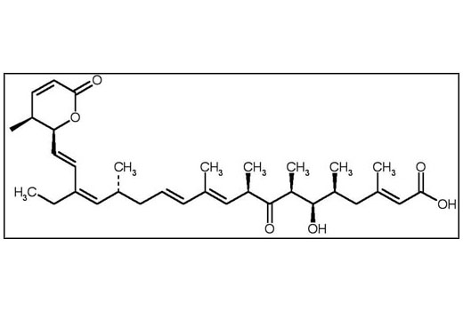 Chemical structure of Leptomycin B