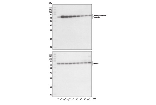 Western blot analysis of extracts from THP-1 cells, differentiated with TPA #4174 (80 nM for 24 hr) and treated with 1 μg/ml LPS for the indicated times, using Phospho-NF-κB p65 (Ser536) (93H1) Rabbit mAb #3033 (upper) and NF-κB p65 (C22B4) Rabbit mAb #4764 (lower).