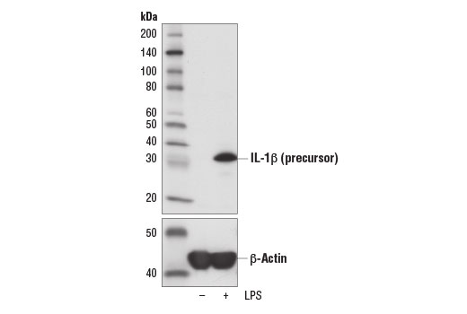 Western blot analysis of extracts from THP-1 cells, untreated (-) or LPS-treated (100 ng/ml, 3 hr; +), using IL-1β (3A6) Mouse mAb #12242 (upper) or β-Actin (D6A8) Rabbit mAb #8457 (lower).