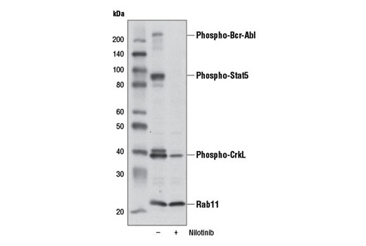 Western blot analysis of extracts from K-562 cells, untreated (-) or treated (+) with Nilotinib (1000 nM, 24 hr), using PathScan ® Bcr/Abl Activity Assay: Phospho-c-Abl, Phospho-Stat5, and Phospho-CrkL Multiplex Western Detection Cocktail #5300 to detect inhibition of phospho-Bcr-Abl, phospho-Stat5, and phospho-CrkL.