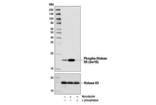 Western blot analysis of extracts from HeLa cells untreated (-) or treated with Nocodazole (0.1 μg/ml, 18 hr; +) or λ phosphatase (+), using Phospho-Histone H3 (Ser10) (D2C8) XP ® Rabbit mAb #3377 (upper) or Histone H3 Antibody #9715 (lower).