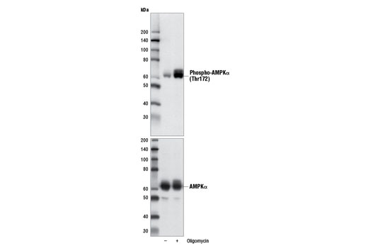 Western blot analysis of extracts from 293 cells, untreated (-) or treated with Oligomycin (5 µM, 30 min; +), using Phospho-AMPKα (Thr172) (40H9) Rabbit mAb #2535 (upper) or AMPKα Antibody #2532 (lower).