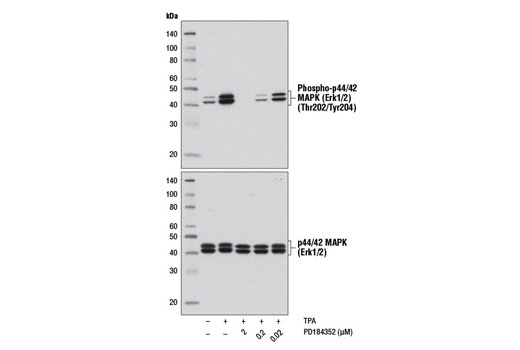 Western blot analysis of extracts from HeLa cells, serum-starved overnight and untreated or treated with TPA #4174 (200 nM, 20 min) either with or without PD184352 pretreatment (1 hr) at the indicated concentrations, using Phospho-p44/42 MAPK (Erk1/2) (Thr202/Tyr204) (D13.14.4E) XP ® Rabbit mAb #4370 (upper) or p44/42 MAPK (Erk1/2) (137F5) Rabbit mAb #4695 (lower).