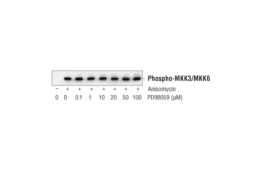 Western blot analysis of extracts from COS cells transfected with pCMV-MKK3, untreated (-) or treated with Anisomycin #2222 (20 μg/ml, 30 min; +) and PD98059 pretreatment (indicated concentrations, 1 hr), using Phospho-MKK3 (Ser189)/MKK6 (Ser207) Antibody #9231.