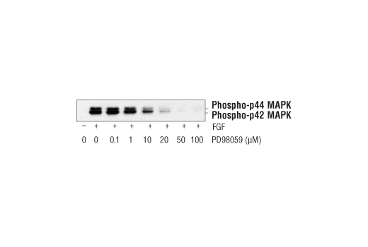 Western blot analysis of extracts from SK-N-MC cells, untreated (-) or treated with Human Basic Fibroblast Growth Factor (hFGF basic/FGF2) #8910 (100 ng/ml, 30 min; +) and PD98059 pretreatment (indicated concentrations, 1 hr), using Phospho-p44/42 MAPK (Erk1/2) (Thr202/Tyr204) Antibody #9101.