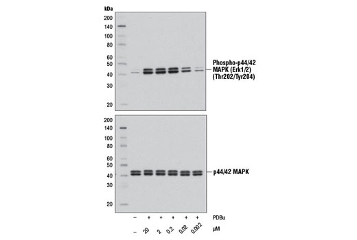 Western blot analysis of extracts from HeLa cells serum-starved overnight, and untreated (-) or treated with PDBu (15 min; +) at the indicated concentrations, using Phospho-p44/42 MAPK (Erk1/2) (Thr202/Tyr204) (D13.14.4E) XP ® Rabbit mAb #4370 (upper) or p44/42 MAPK (Erk1/2) (137F5) Rabbit mAb #4695 (lower).