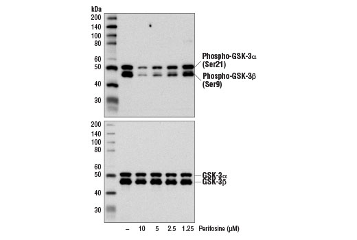Western blot analysis of extracts from PC-3 cells, untreated (-) or treated with Perifosine (1 hr) at the indicated concentrations, using Phospho-GSK-3α/β (Ser21/9) (D17D2) Rabbit mAb #8566 (upper) or GSK-3α/β (D75D3) XP ® Rabbit mAb #5676 (lower).