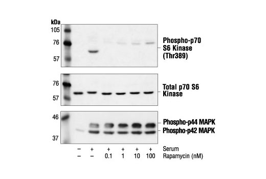 Western blot analysis of extracts from NIH/3T3 cells, untreated or treated with serum in the presence of the indicated concentrations of Rapamycin, using Phospho-p70 S6 Kinase (Thr389) Antibody #9205 (upper), total p70 S6 kinase antibody #9202 (middle) or Phospho-p44/42 MAPK (Thr202/Tyr204) Antibody #9101 (lower).