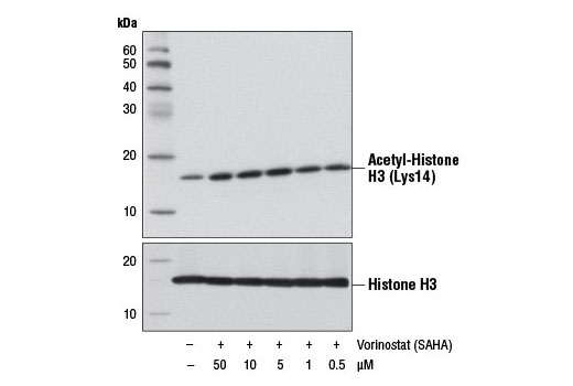 Western blot analysis of extracts from HeLa cells, untreated (-) or treated with Vorinostat (SAHA) (18 hr; +) at the indicated concentrations, using Acetyl-Histone H3 (Lys14) Antibody #4318 (upper) or Histone H3 (D1H2) XP ® Rabbit mAb #4499 (lower).