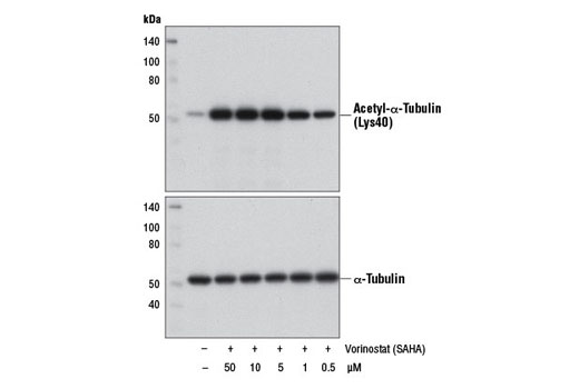 Western blot analysis of extracts from HeLa cells, untreated (-) or treated with Vorinostat (SAHA) (18 hr; +) at the indicated concentrations, using Acetyl-α-Tubulin (Lys40) (D20G3) XP ® Rabbit mAb #5335 (upper) or α-Tubulin (11H10) Rabbit mAb #2125 (lower).