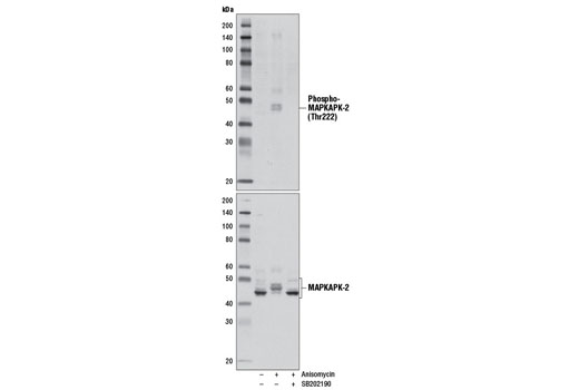 Western blot analysis of extracts from Jurkat cells, serum-starved overnight and pretreated with SB202190 (10 µM, 1 hr), and untreated or treated with anisomycin (25 µg/ml, 30 min), using Phospho-MAPKAPK-2 (Thr222) (9A7) Rabbit mAb #3316 (upper) or MAPKAPK-2 Antibody #3042 (lower). MAPKAPK-2 is a specific downstream substrate of p38 MAPK.
