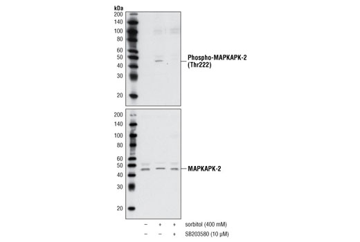 Western blot analysis of extracts from NIH/3T3 cells, untreated or sorbitol-treated for 30 minutes with or without SB203580 pre-treatment (1 hr.), using Phospho-MAPKAPK-2 (Thr222) Antibody #3044 (upper) or MAPKAPK-2 Antibody #3042 (lower).