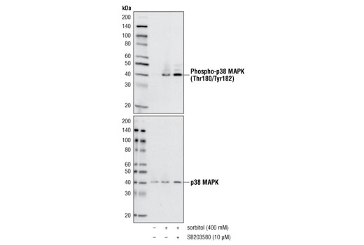 Western blot analysis of extracts from NIH/3T3 cells, untreated or sorbitol-treated for 30 minutes with or without SB203580 pre-treatment (1 hr.), using Phospho-p38 MAPK (Thr180/Tyr182) (D3F9) XP ® Rabbit mAb #4511 (upper) or p38 MAPK Antibody #9212 (lower).