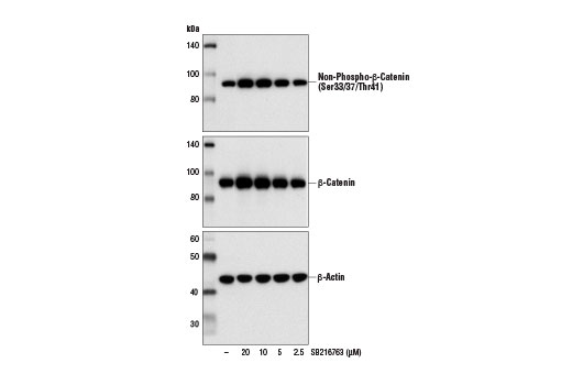 Western blot analysis of extracts from 293T cells, untreated (-) or treated with SB216763 (4 hr) at the indicated concentrations, using Non-phospho (Active) β-Catenin (Ser33/37/Thr41) (D13A1) Rabbit mAb #8814 (upper), β-Catenin (D10A8) XP ® Rabbit mAb #8480 (middle), or β-Actin (D6A8) Rabbit mAb #8457 (lower).