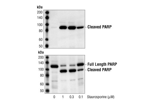 Western blot analysis of extracts from HeLa cells, untreated or Staurosporine-treated (3 hours), showing PARP cleavage as evidence of induction of apoptosis, using Cleaved PARP Antibody #9541 (upper) or PARP Antibody #9542 (lower).
