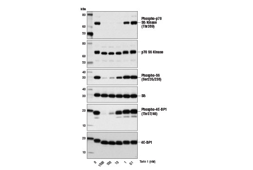 Western blot analysis of extracts from MEF cells, untreated (-) or treated with Torin1 (1 hr) at the indicated concentrations, using Phospho-p70 S6 Kinase (Thr389) (108D2) Rabbit mAb #9234, p70 S6 Kinase (49D7) Rabbit mAb #2708, Phospho-S6 Ribosomal Protein (Ser235/236) (D57.2.2E) XP ® Rabbit mAb #4858, S6 Ribosomal Protein (5G10) Rabbit mAb #2217, Phospho-4E-BP1 (Thr37/46) (236B4) Rabbit mAb #2855, or 4E-BP1 Antibody #9452.