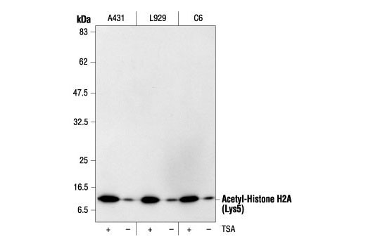 Western blot analysis of extracts from various cell lines, untreated or TSA-treated (400 nM for 12 hours), using Acetyl-Histone H2A (Lys5) Antibody.