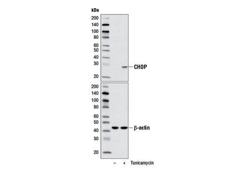 Western blot analysis of C2C12 cell extracts, untreated (-) or treated with Tunicamycin (2 μg/ml, 8 hr; +), using CHOP (D46F1) Rabbit mAb #5554 (upper) or β-Actin Antibody #4967 (lower).