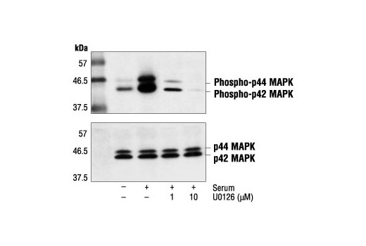 Western blot analysis of extracts from NIH/3T3 cells, using Phospho-p44/42 MAP Kinase (Thr202/Tyr204) Antibody #9101 or control p44/42 MAP Kinase Antibody #9102. NIH/3T3 cells were pretreated with U0126 for 2 hours then treated with 20% serum for 30 minutes.